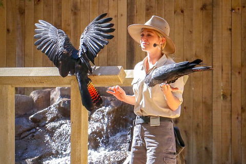 Currumbin Wildlife Sanctuary General Entry Ticket - Accommodation Daintree 4