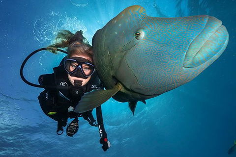Great Barrier Reef Snorkeling And Diving Cruise From Cairns - Accommodation Daintree 0