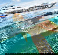 Scenic Helicopter Flight to Moore Reef and Return Snorkeling Cruise from Cairns - Accommodation Daintree