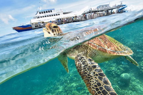 Scenic Helicopter Flight To Moore Reef And Return Snorkeling Cruise From Cairns - Accommodation Daintree 0