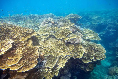 Scenic Helicopter Flight To Moore Reef And Return Snorkeling Cruise From Cairns - Accommodation Daintree 2