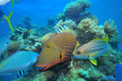 Fly To Green Island - Cruise Return - Accommodation Daintree 1