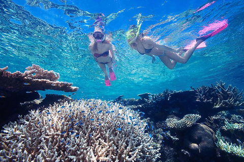 Cruise Out And Cruise Return, Plus 10 Minute Scenic Flight - Accommodation Daintree 5