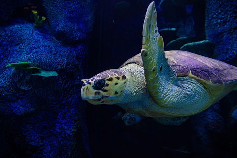 Sydney Attractions Pass: SEA LIFE Aquarium, Sydney Tower Eye, WILD LIFE Zoo And Madame Tussauds - Accommodation Daintree 1
