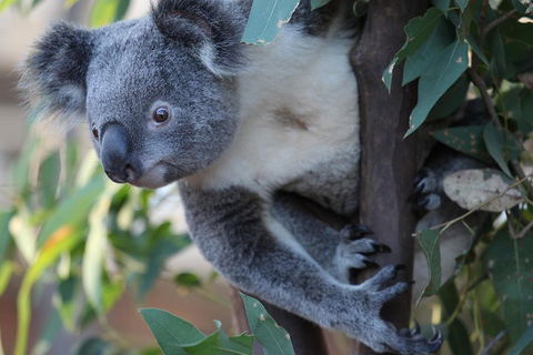 Sydney Attractions Pass: SEA LIFE Aquarium, Sydney Tower Eye, WILD LIFE Zoo And Madame Tussauds - Accommodation Daintree 2