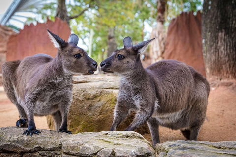 Sydney Attractions Pass: SEA LIFE Aquarium, Sydney Tower Eye, WILD LIFE Zoo And Madame Tussauds - Accommodation Daintree 5
