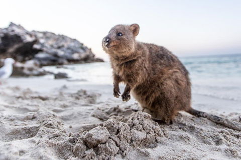 Perth To Rottnest Island Roundtrip Ferry Ticket - Accommodation Daintree 5
