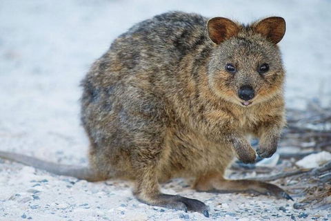 Rottnest Island Bayseeker Day Trip From Perth - Accommodation Daintree 2