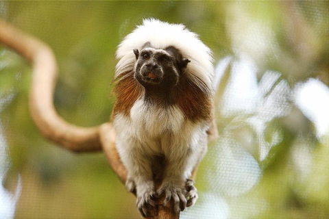 Breakfast With The Koalas At Hartley's Crocodile Park From Cairns Or Palm Cove - Accommodation Daintree 3