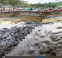 Hartley's Crocodile Adventures Day Trip from Cairns - Accommodation Daintree