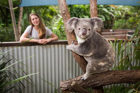 Hartley's Crocodile Adventures Day Trip From Cairns - Accommodation Daintree 5