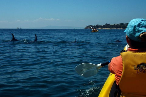 Mornington Peninsula Kayak Coastline Tour Of Dolphin Sanctuary - Accommodation Daintree 0