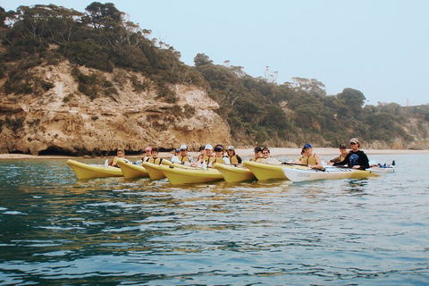 Mornington Peninsula Kayak Coastline Tour Of Dolphin Sanctuary - Accommodation Daintree 4