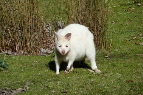 7-Day Super Value Tour Of Tasmania: Explore Tasmania's West And East Coasts - Accommodation Daintree 1