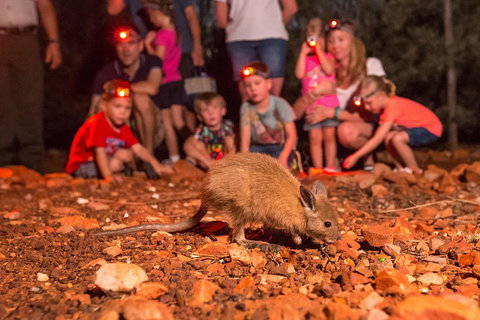 Alice Springs Desert Park Nocturnal Tour - Accommodation Daintree 1