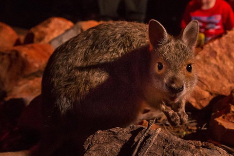 Alice Springs Desert Park Nocturnal Tour - Accommodation Daintree 3
