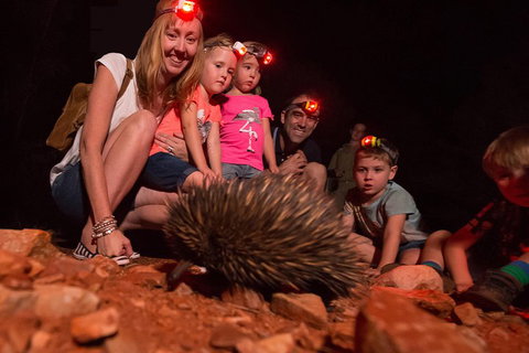 Alice Springs Desert Park Nocturnal Tour - Accommodation Daintree 5
