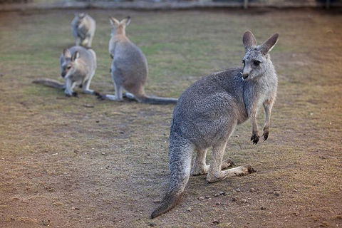 Private Tour: Blue Mountains Day Trip From Sydney - Accommodation Daintree 2
