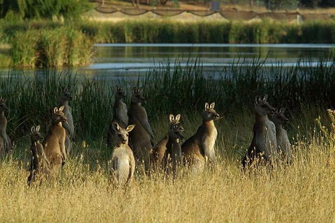 Canberra - The National Capital | Full Day Private Tour | Departs From Sydney - Accommodation Daintree 3