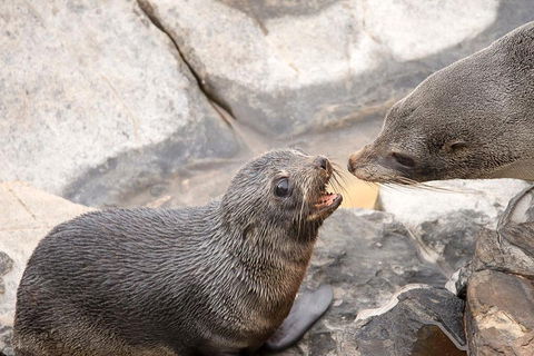 Kangaroo Island Luxury Small Group 'Flinders Chase Focus' Full Day Tour - Accommodation Daintree 2