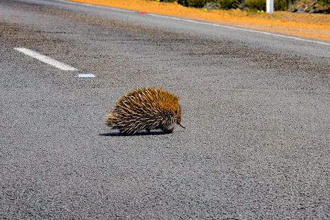 Kangaroo Island Luxury Small Group 'Flinders Chase Focus' Full Day Tour - Accommodation Daintree 3