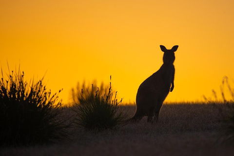 Kangaroo Island Luxury Small Group 'Flinders Chase Focus' Full Day Tour - Accommodation Daintree 5