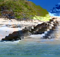 Dolphin Penguin and Sea Lion Cruise - Accommodation Daintree