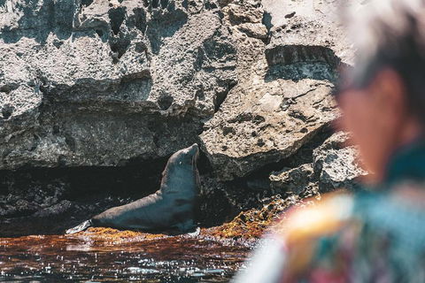 Adventure Rottnest Tour With Ferry & Adventure Cruise From Perth Or Fremantle - Accommodation Daintree 1