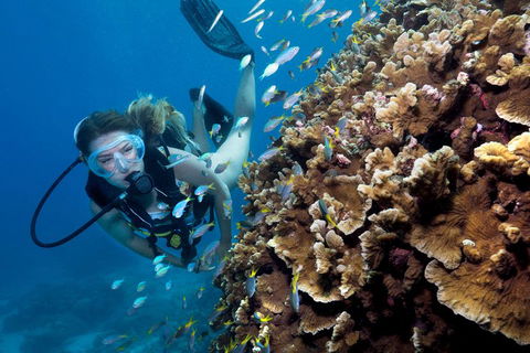 Great Barrier Reef Diving And Snorkeling Cruise From Cairns - Accommodation Daintree 1