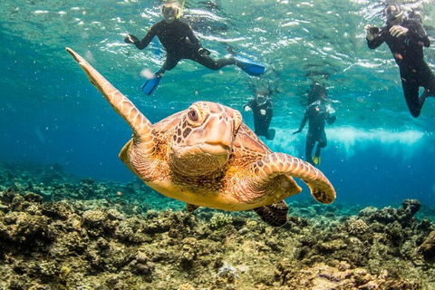 Great Barrier Reef Diving And Snorkeling Cruise From Cairns - Accommodation Daintree 3