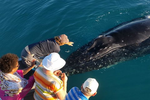 AOC Whale Watching From Broome - Accommodation Daintree 0