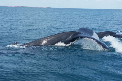 AOC Whale Watching From Broome - Accommodation Daintree 1