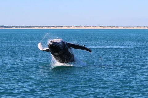 AOC Whale Watching From Broome - Accommodation Daintree 2