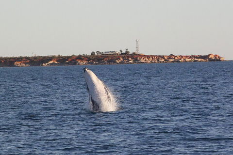 AOC Whale Watching From Broome - Accommodation Daintree 3