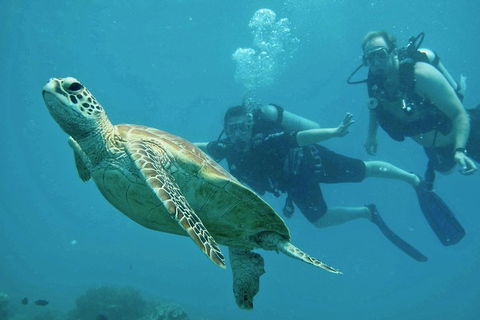 Ocean Freedom Great Barrier Reef Personal Luxury Snorkel & Dive Cruise, Cairns - Accommodation Daintree 4