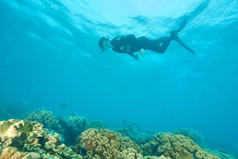 Ocean Freedom Great Barrier Reef Personal Luxury Snorkel & Dive Cruise, Cairns - Accommodation Daintree 5
