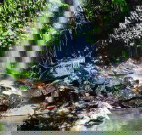 Full Day Small Group Luxury Tour to Tamborine Mountain