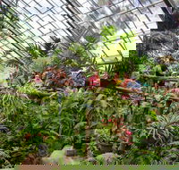 Australian Butterfly Sanctuary - Accommodation Daintree