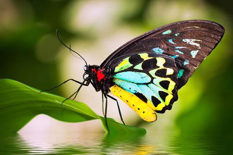 Australian Butterfly Sanctuary - Accommodation Daintree 4