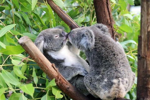 Classic Kuranda By Skyrail And Scenic Railway Including Rainforestation, Koala And Wildlife Park And Pamagirri Aboriginal Experi - Accommodation Daintree 3