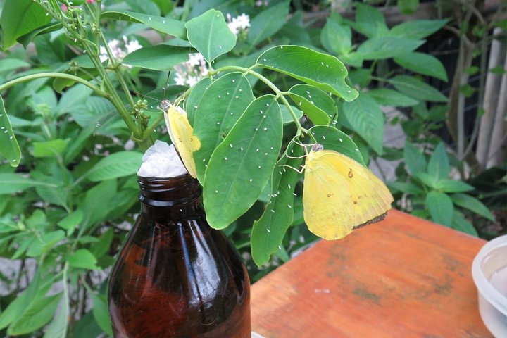 Cairns QLD Accommodation Daintree