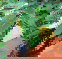 Australian Butterfly Sanctuary- Virtual Interactive Tour With Private Guide - Accommodation Daintree