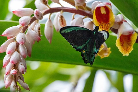 Australian Butterfly Sanctuary- Virtual Interactive Tour With Private Guide - Accommodation Daintree 2