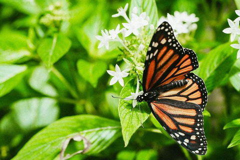 Australian Butterfly Sanctuary- Virtual Interactive Tour With Private Guide - Accommodation Daintree 4