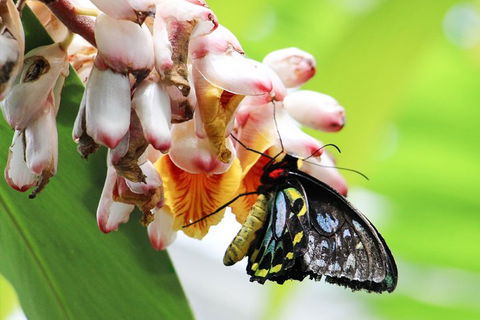 Australian Butterfly Sanctuary- Virtual Interactive Tour With Private Guide - Accommodation Daintree 5