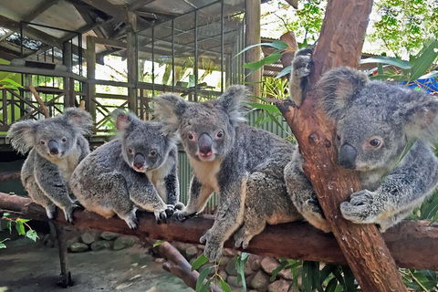 Best Of Kuranda Including Skyrail, Kuranda Scenic Railway And Rainforestation - Accommodation Daintree 4