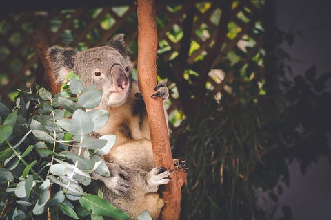Small-Group Blue Mountains Day Trip From Sydney With Wildlife Park - Accommodation Daintree 2