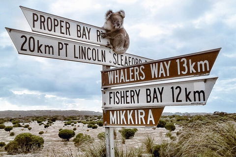 One Day Port Lincoln Tour - Tasting Eyre - Accommodation Daintree 2