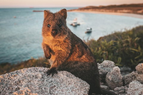 Rottnest Island Roundtrip Fast Ferry From Hillarys Boat Harbour - Accommodation Daintree 5