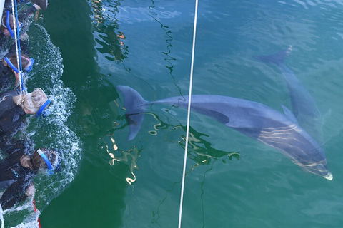 Dolphin Cruise From Adelaide With Optional Dolphin Swim - Accommodation Daintree 0